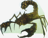 skullripper_134px.jpg
